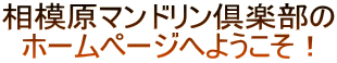 相模原マンドリン倶楽部の   ホームページへようこそ！ 